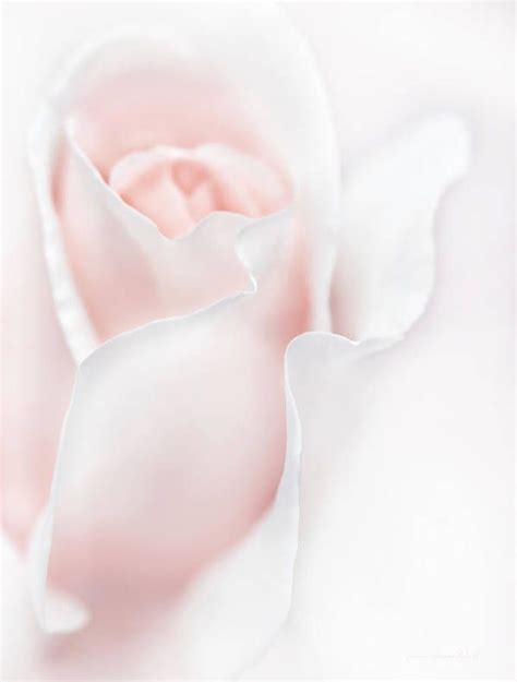 Breathless Pink Rose Flower Art Print By Jennie Marie Schell Artofit