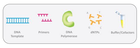 Pcr Overview Goldbio