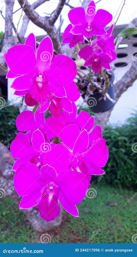 Pink Orchid Flower Stock Photo Image Of Pink Wildflower 244217096