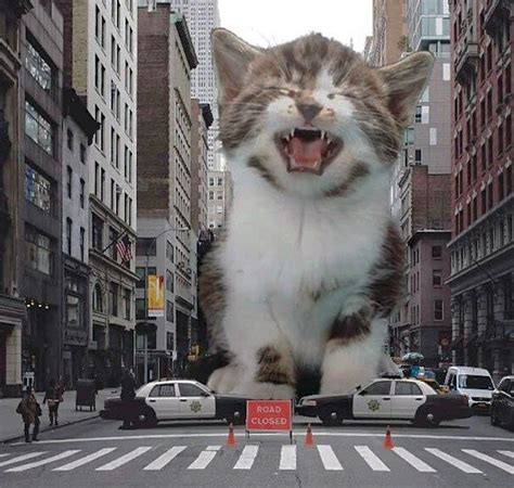 Catzillas Giant Cats In Urban Landscapes Cutesypooh Devon Rex Funny