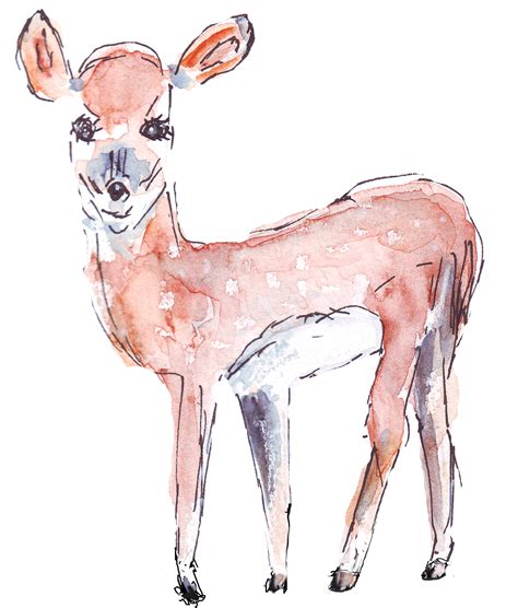 Boundingsquirrel Watercolour Art By Clare Walker A Deer Fawn Clip Art