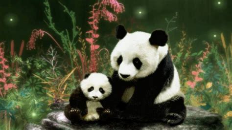 Panda Bear Wallpapers Wallpaper Cave
