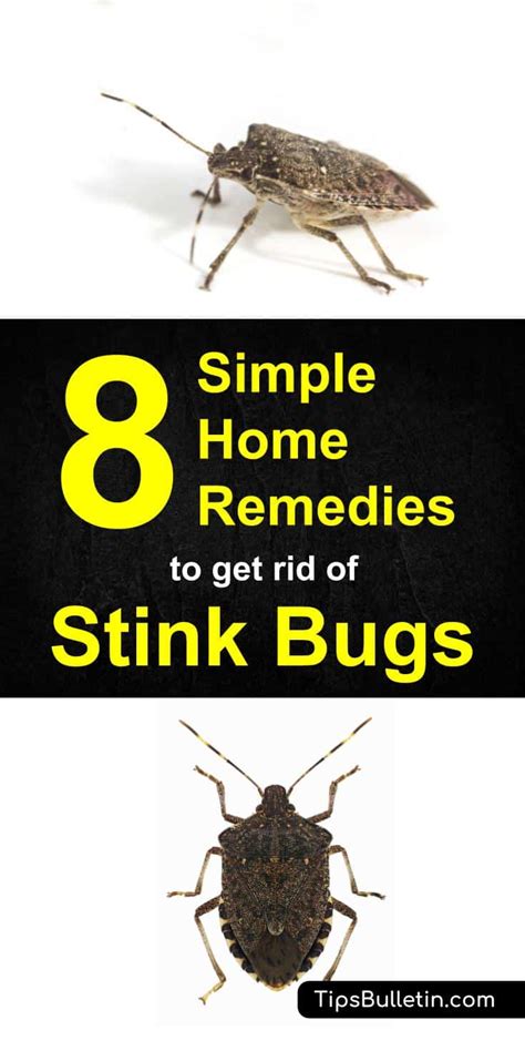 How To Get Rid Of Stink Bugs 8 Simple Home Remedies Stink Bugs