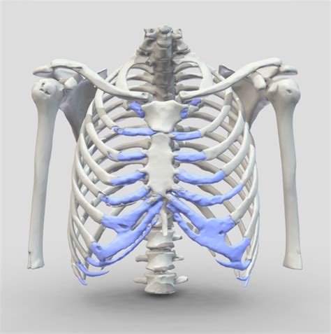Anatomy Of Right Side Of Back Of Rib Cage Pain Under Right Costal