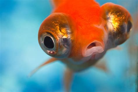 Did you know Goldfish can’t close their eyes, because they have no