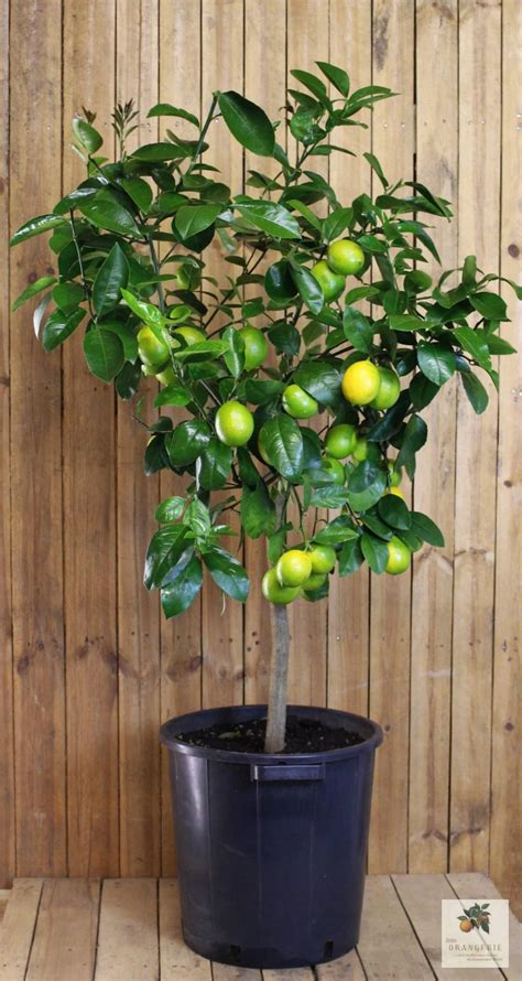 Zitronenbaum Citrus Limon Sichern