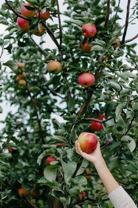 Person Picking Apples From Tree By Stocksy Contributor Duet