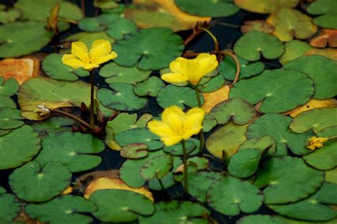 Nymphoides Peltata Fringed Water Lily 06 Foliage Flickr