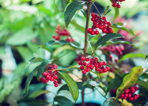 Christmas Berry Compound Could Fight Uveal Melanoma — The Nexus