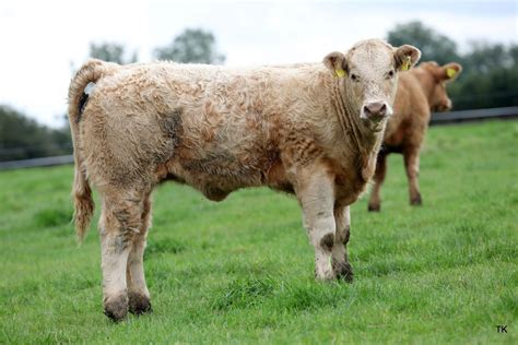 Charolais Cross Salers Meet All Objectives For County Longford Suckler