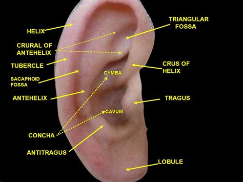 Outer helix piercings are typically placed in the valley around the edge of the ear, but placement can be moved inward (toward the antihelix). Do You Single, Double or Triple? A Helix Piercing Guide ...