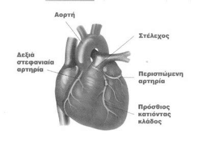 • ελευθέριος τσιάμης, αναπληρωτής καθηγητής καρδιολογίας πανεπιστημίου αθηνών, με θέμα: Προβλήματα Καρδιάς - WEBSITE X5 UNREGISTERED VERSION ...