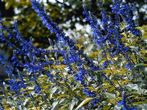 Blue in the plant world is elusive, however; Best Blue Annual Flowers for Your Garden | HGTV