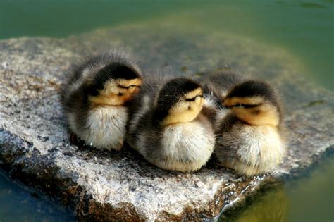 The Coolest Ducks Baby Animals Sleeping Animals Ducklings