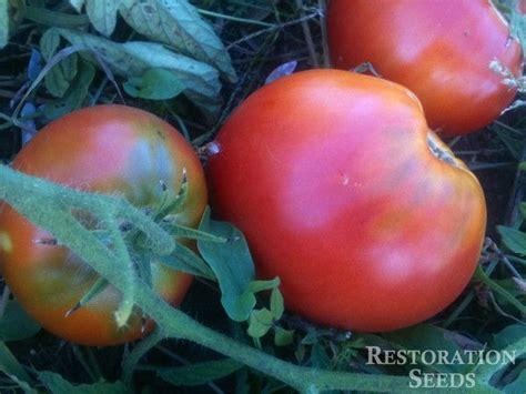 Anna Russian Tomato Tomato Tomato Seeds Heirloom Tomatoes