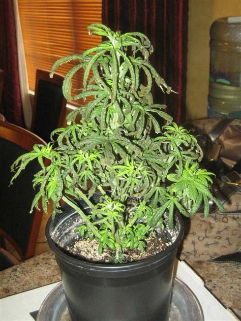 My basil is in pots on a covered porch. Why is my whole plant wilting, curling, with tips turning ...