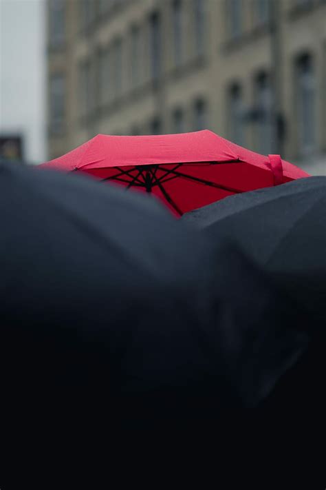 Hd Wallpaper Closeup Photography Of Black And Red Umbrellas Selective