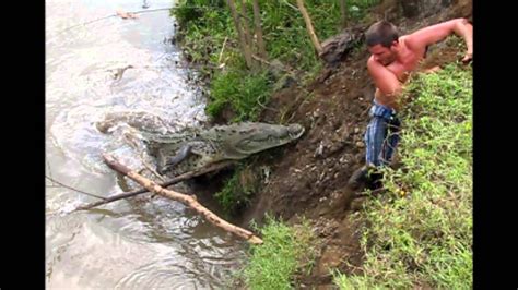 Crocodile Attacks Costa Rica Youtube