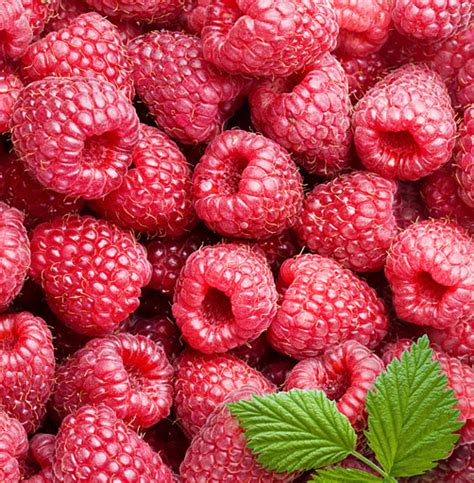 Red Raspberries Free Photo Of The Week The Shutterstock Blog