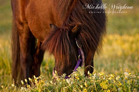 Equine Lifestyle Photography Three Red Ponies Michelle Wrighton