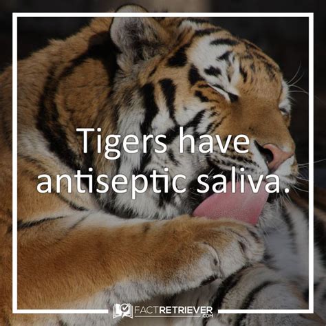 64 Magnificent Tiger Facts Fun Facts About Tigers Tiger Facts Fun