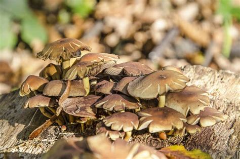 Group Of Brown Mushrooms Stock Image Image Of Stipe 129629195