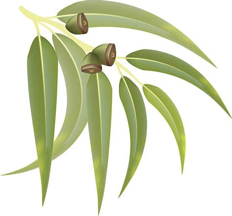 Eucalyptus Tree Clip Art Vector Images And Illustrations Istock