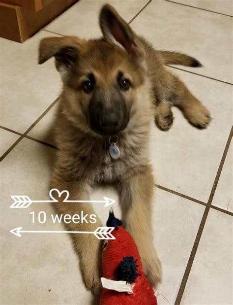 And give tips on how to solve this problem all in one place. German Shepherd Puppy Ears: Small and Floppy - German ...