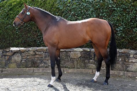 Stallion Selections Horse Sport Ireland