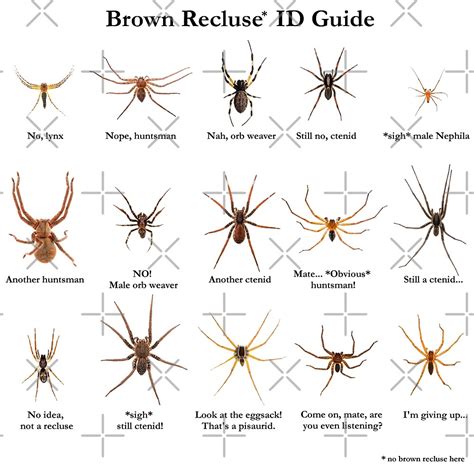 Brown Recluse Id Guide By Arthrolove Redbubble