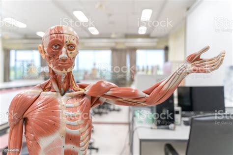Human Anatomy And Physiology Model In The Laboratory For Education
