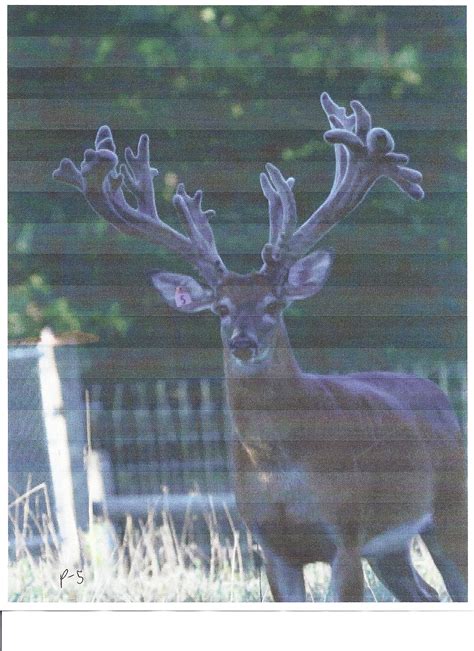 Monster Genetic Whitetail Deer For Sale Breeder Bucks Shooter Bucks