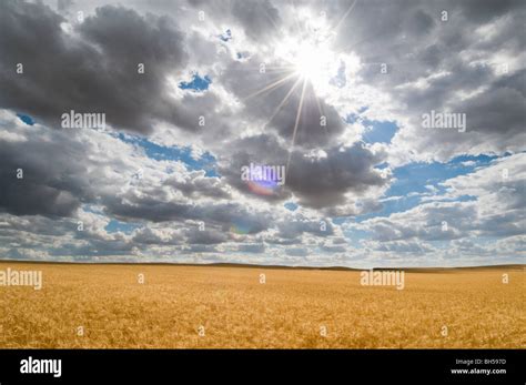 Wheatfield And Dramatic Sky Stock Photo Alamy