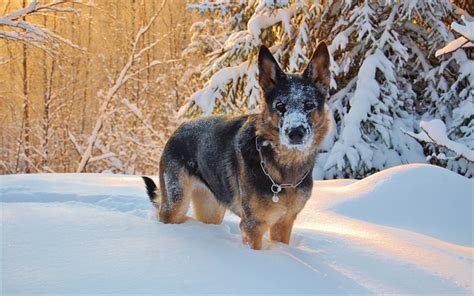 Download Wallpapers German Shepherd Puppy Pets Winter