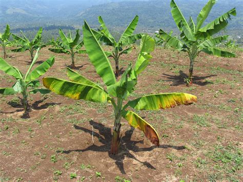 Panama Disease Declared Pest Agriculture And Food
