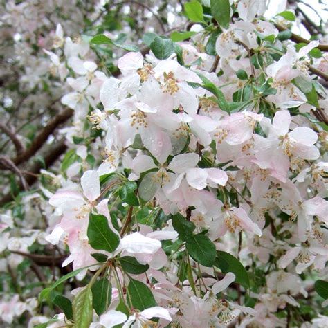 Spring Snow Flowering Crabapple Trees For Sale At Ty Ty Nursery