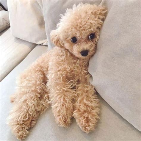 14 Amazing Pictures Of Toy Poodles That Are Just Too Cute Cute Baby