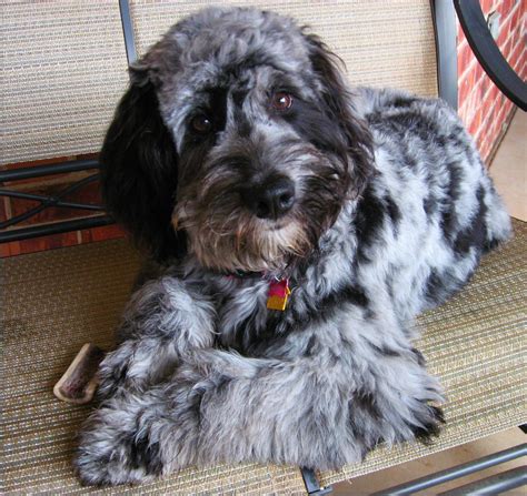 Blue Merle Labradoodle Puppies For Sale Blue Eyed Chocolate Merle