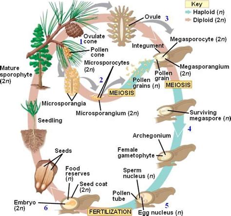 Phylum Coniferophyta Life Cycle