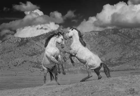 Photography Of Wild Horses Onaqui Herd Aug 8 Photography Of Wild