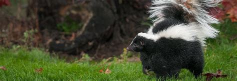 Skunk Repellent & Skunk Deterrent | Nite Guard