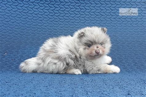 It's believed that their similar (and adorable) appearances are the result of crossbreeding at some time during the 19th century. Lilac Merle: Pomeranian puppy for sale near South Florida ...