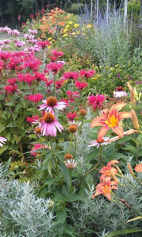 If you're planning for zone 4, consider. 105 best garden zone 6 perennials images on Pinterest ...