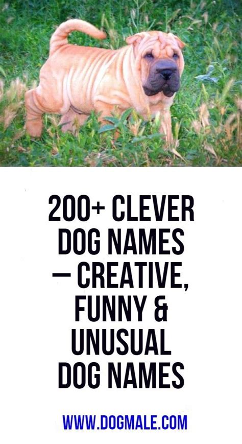 200 Clever Dog Names Creative Funny And Unusual Dog Names Dog Names