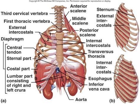 The rib cage is the arrangement of ribs attached to the vertebral column and sternum in the thorax of most vertebrates, that encloses and protects the vital organs such as the heart, lungs and great vessels. Lecture 14: Muscles III | Human body anatomy, Anatomy ...