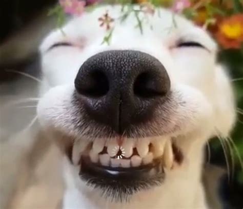 Create Meme Smiling Dog Dog Ulybka Pictures Meme