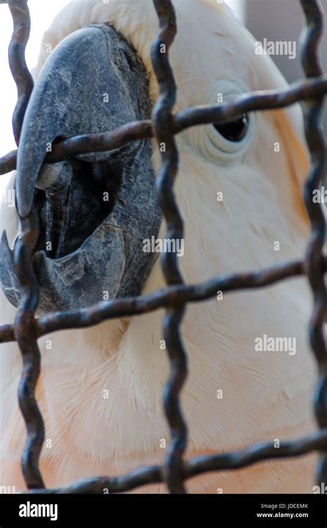 A Sad Parrot In Cage Looks For Escape Stock Photo Alamy