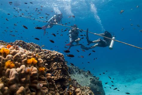 Koh Tao Diving Resort Reefdivecentre Thailand