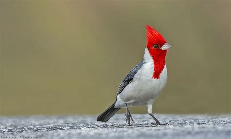 Red Crested Cardinal Paroaria Coronata Ornithology Feathered Nerd