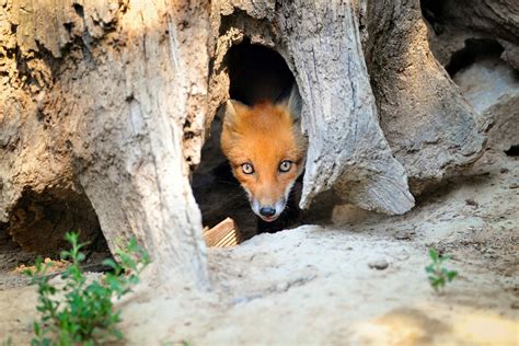 Fox Dens | All You Need To Know - All Things Foxes